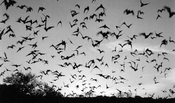 Jeremy Deller, Memory Bucket (2003), video.