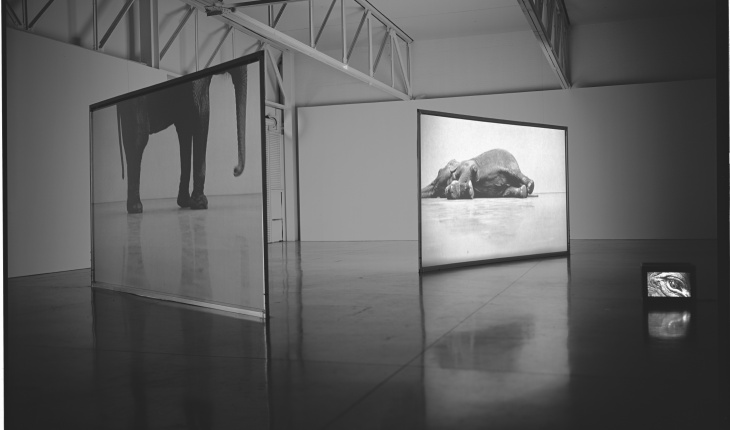 Douglas Gordon, Play Dead; Real Time, 2003. Video installation with two screens, monitor, and colour video, 21 min. loop and 11 min. loop, dimensions variable.